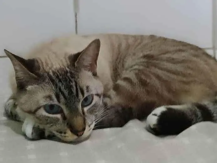 Gato ra a Sem raça  idade 4 anos nome Yuki