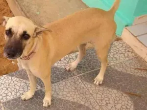 Cachorro raça Indefinida  idade 1 ano nome Diana