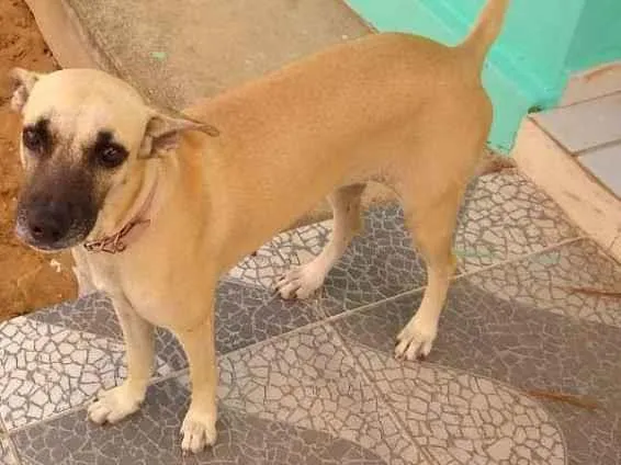 Cachorro ra a Indefinida  idade 1 ano nome Diana