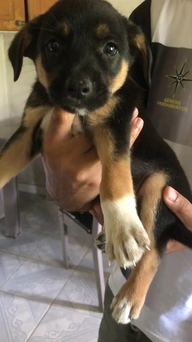 Cachorro ra a Vira-lata  idade 2 a 6 meses nome Bob