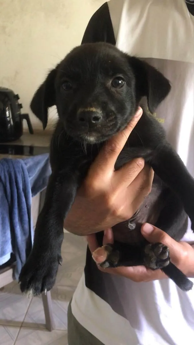 Cachorro ra a Vira-lata  idade 2 a 6 meses nome Bob