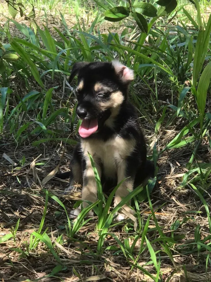 Cachorro ra a Vira-lata  idade 2 a 6 meses nome Bob