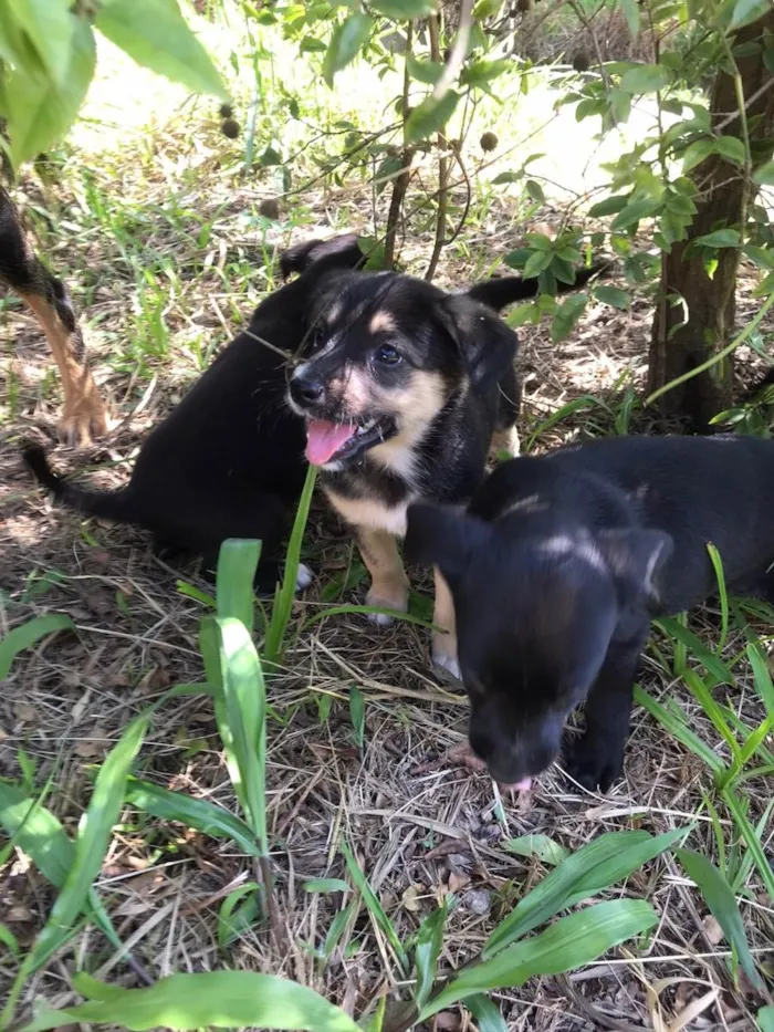 Cachorro ra a Vira-lata  idade 2 a 6 meses nome Bob