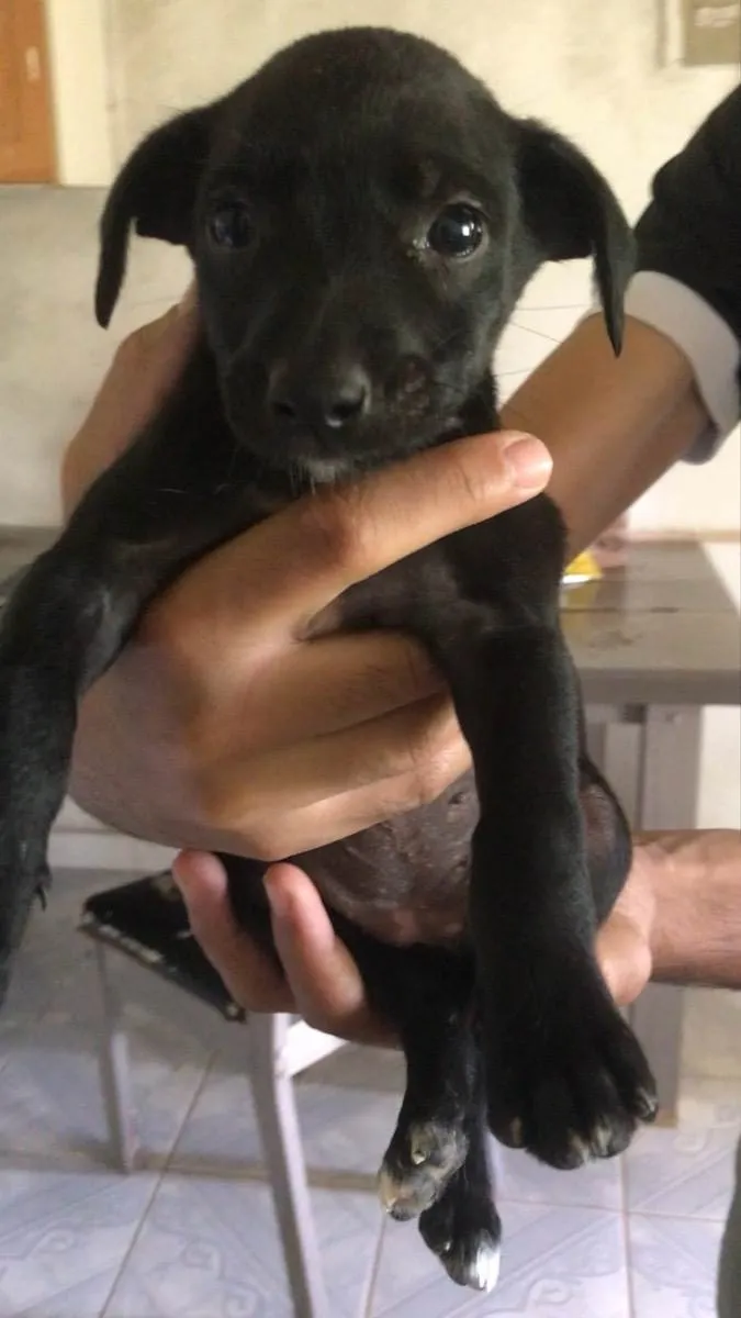 Cachorro ra a Vira-lata  idade 2 a 6 meses nome Bob