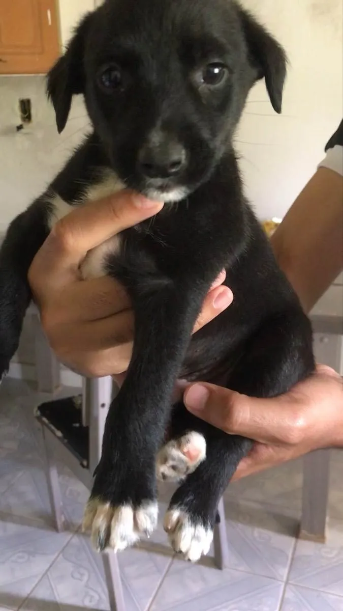 Cachorro ra a Vira-lata  idade 2 a 6 meses nome Bob