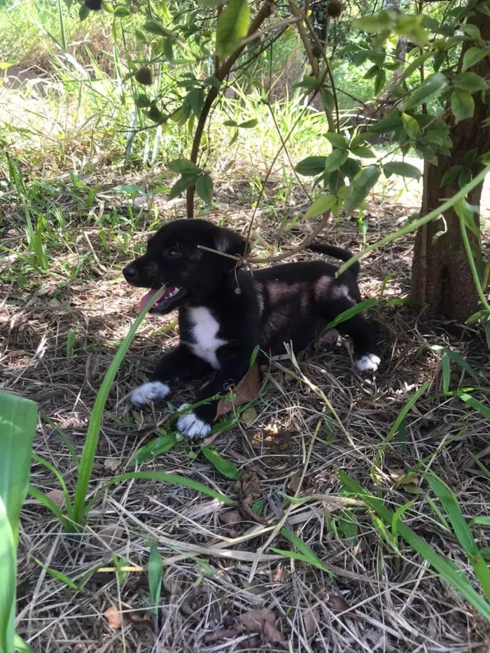 Cachorro ra a Vira-lata  idade 2 a 6 meses nome Bob