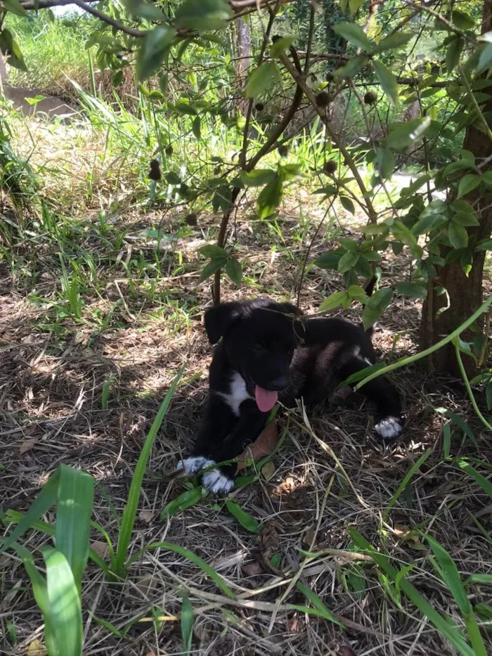 Cachorro ra a Vira-lata  idade 2 a 6 meses nome Bob