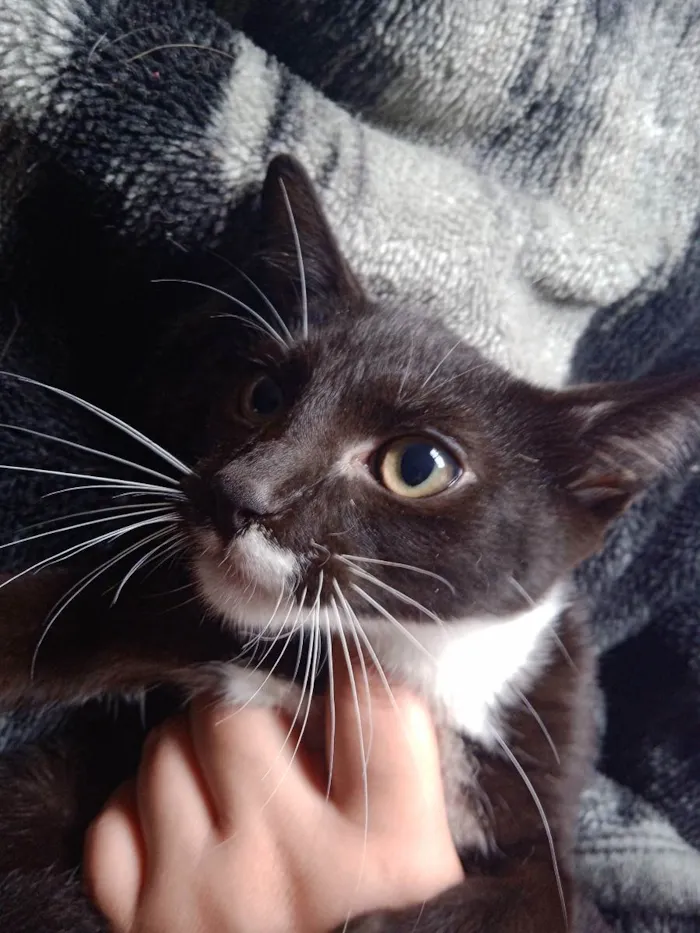 Gato raça Vira Gato idade 2 a 6 meses nome Sem Nome