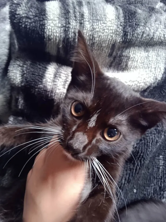 Gato raça Vira Gato idade 2 a 6 meses nome Sem Nome