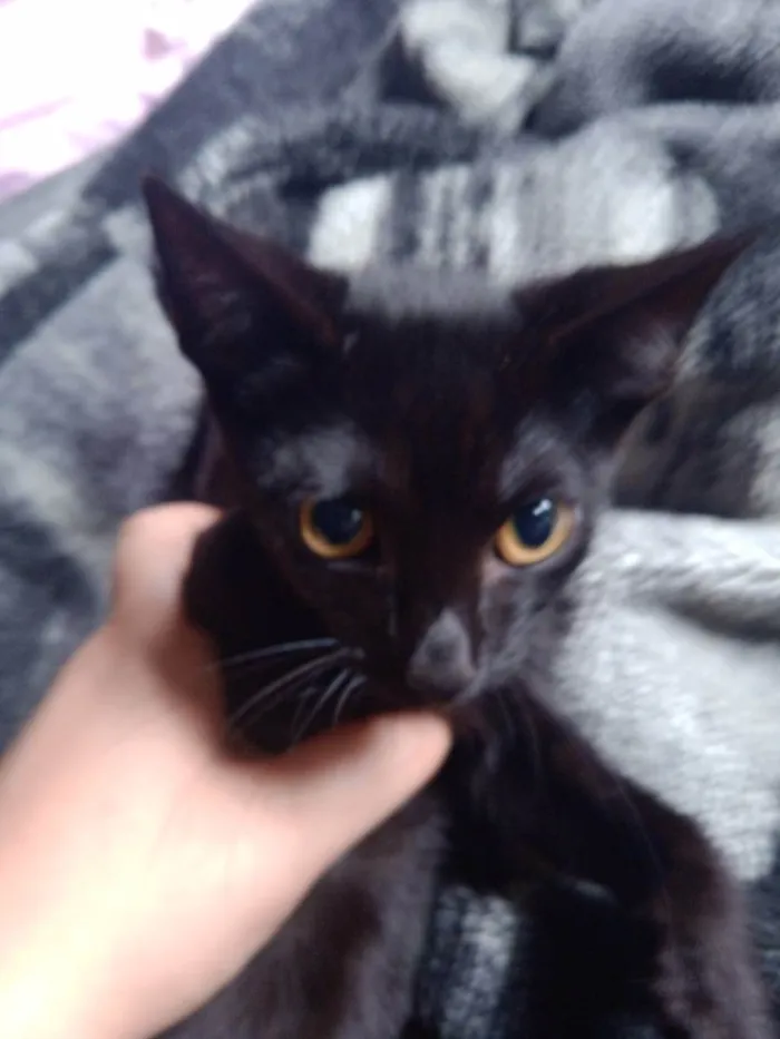 Gato raça Vira Gato idade 2 a 6 meses nome Sem Nome