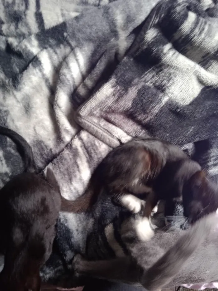 Gato raça Vira Gato idade 2 a 6 meses nome Sem Nome