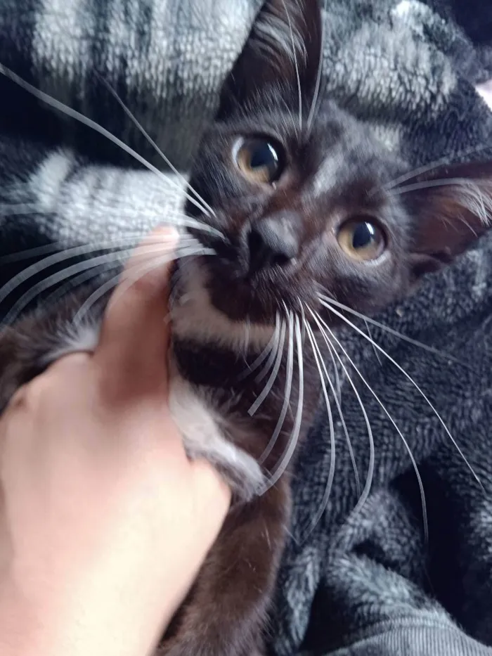 Gato raça Vira Gato idade 2 a 6 meses nome Sem Nome