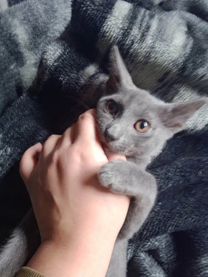 Gato raça Vira Gato idade 2 a 6 meses nome Sem Nome