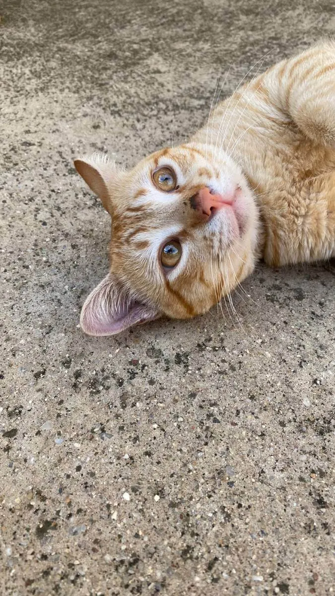 Gato ra a Sem raça  idade 1 ano nome Pitico