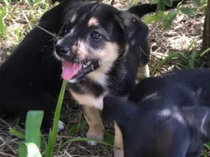 Cachorro raça Vira-lata  idade 2 a 6 meses nome Bob