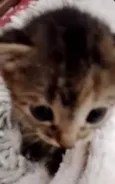Mel