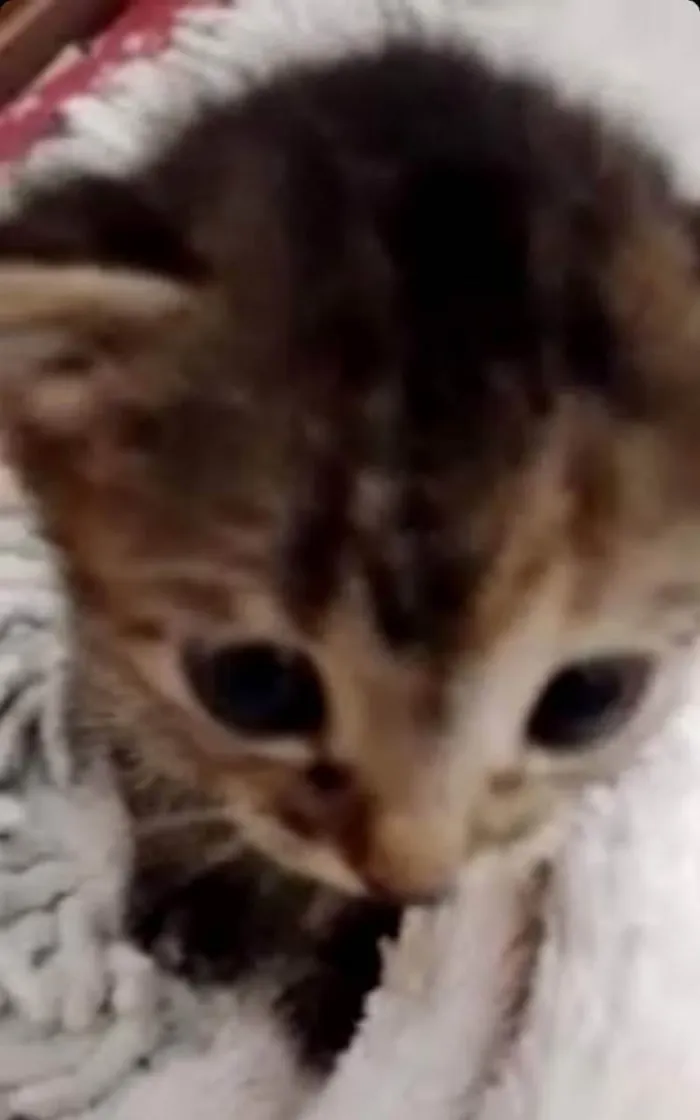 Gato ra a Não identificado idade Abaixo de 2 meses nome Mel