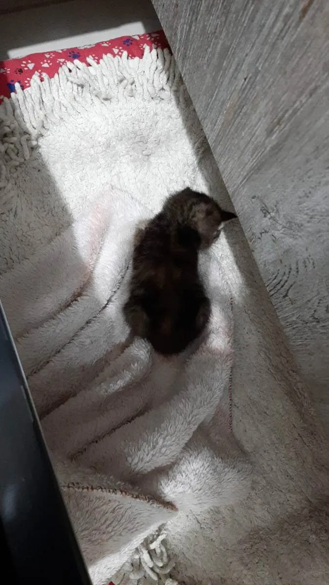 Gato ra a Não identificado idade Abaixo de 2 meses nome Mel