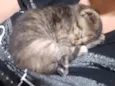 Mel