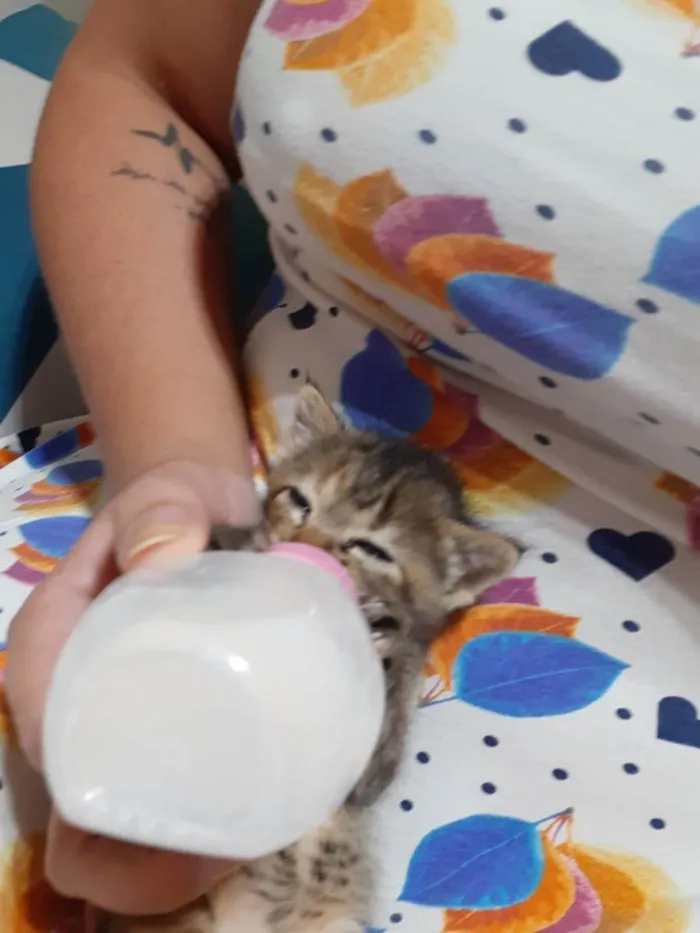 Gato ra a Não identificado idade Abaixo de 2 meses nome Mel