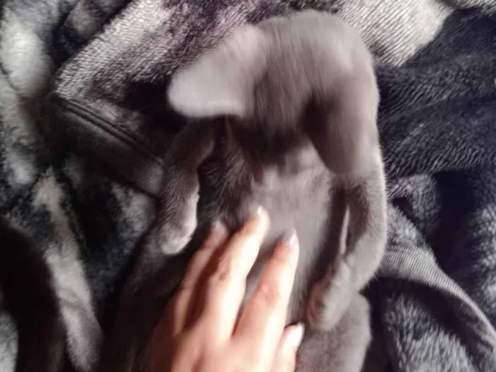 Gato raça Vira Gato idade 2 a 6 meses nome Sem Nome