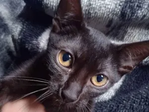 Gato raça Vira Gato idade 2 a 6 meses nome Sem Nome