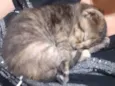 Mel