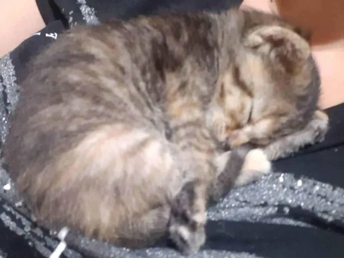 Gato ra a Não identificado idade Abaixo de 2 meses nome Mel