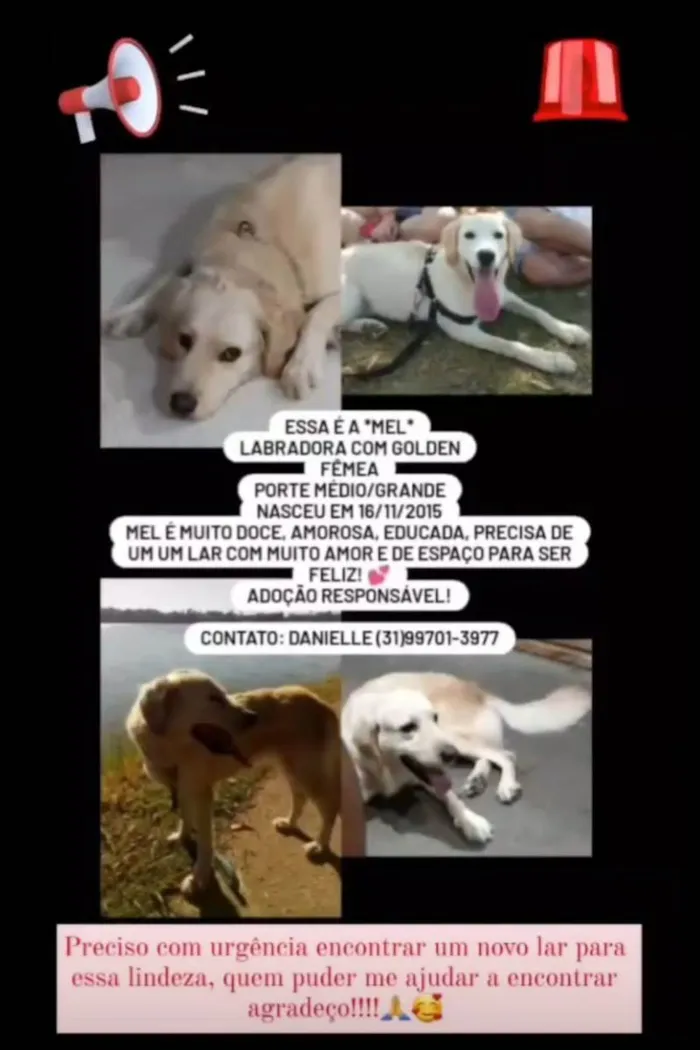 Cachorro ra a Labradora com golden idade 6 ou mais anos nome Mel