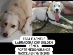Cachorro raça Labradora com golden idade 6 ou mais anos nome Mel