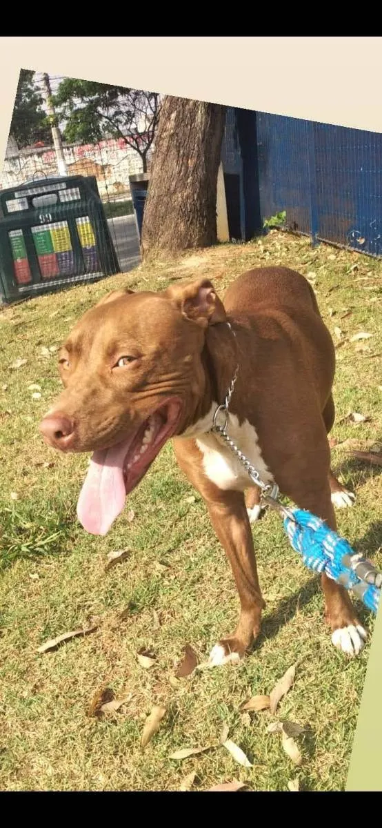 Cachorro raça Pitbull idade 4 anos nome Pitter