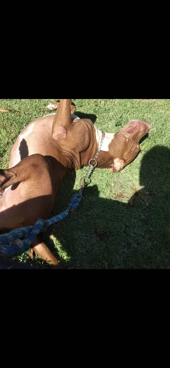 Cachorro raça Pitbull idade 4 anos nome Pitter