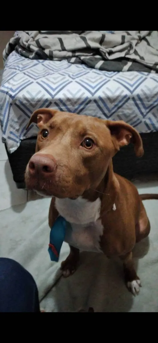 Cachorro raça Pitbull idade 4 anos nome Pitter