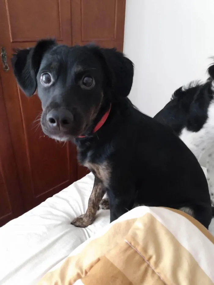 Cachorro ra a SRD idade 7 a 11 meses nome Cássia