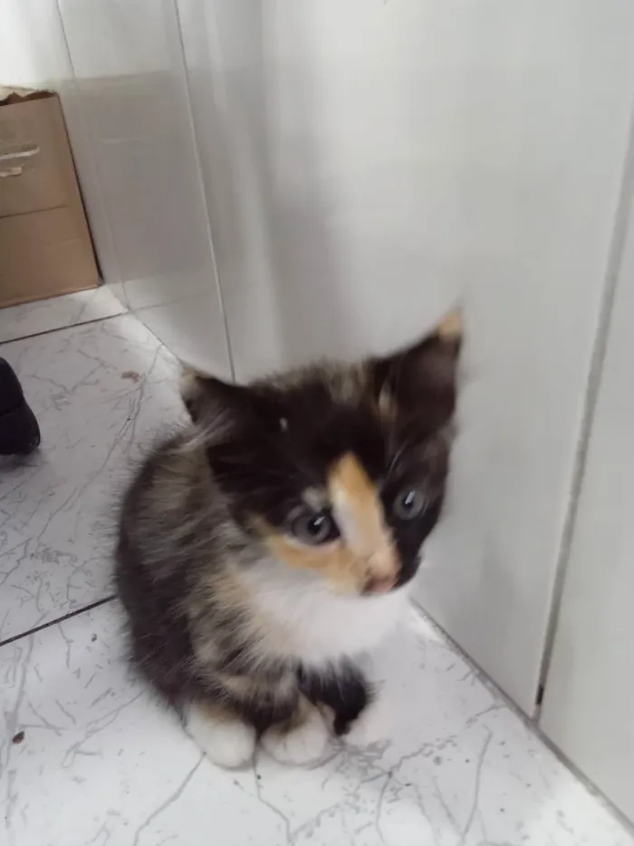 Gato raça Mistura de manes com raça in idade 2 a 6 meses nome Sem nome