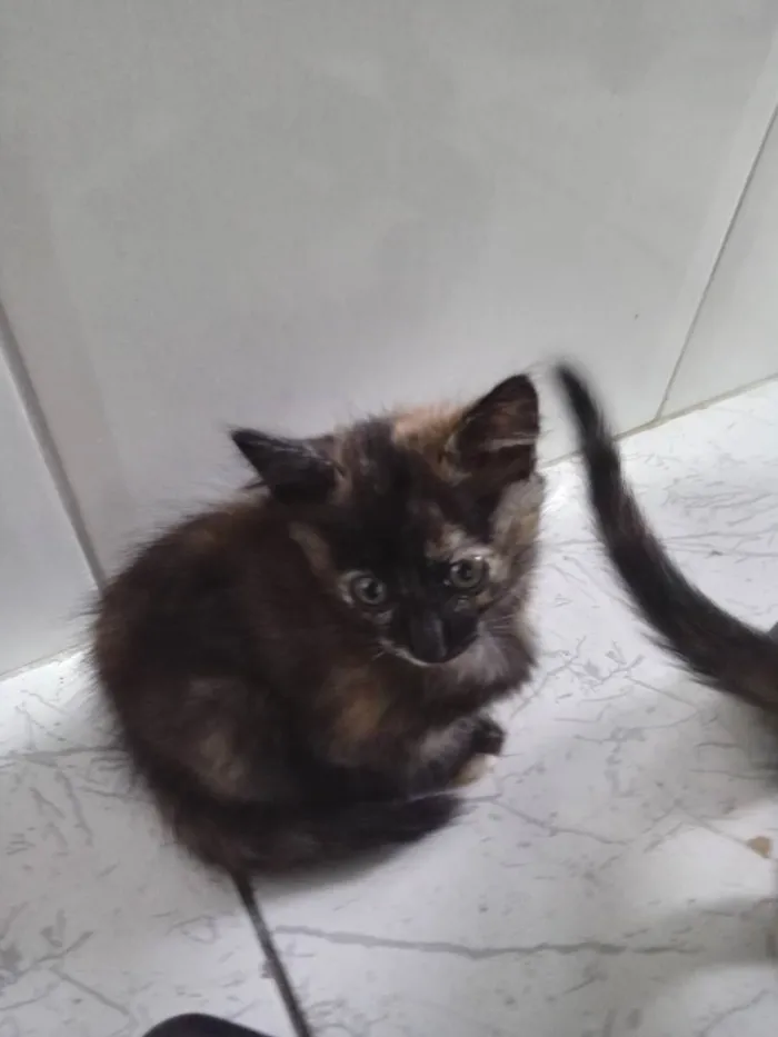 Gato raça Mistura de manes com raça in idade 2 a 6 meses nome Sem nome