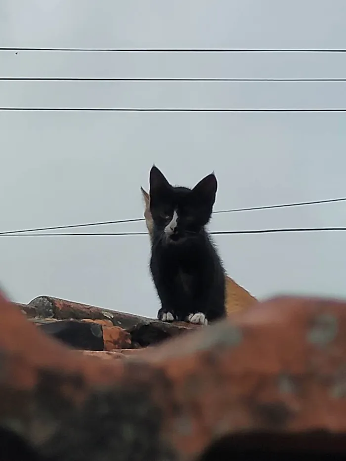 Gato ra a  idade 2 a 6 meses nome -------