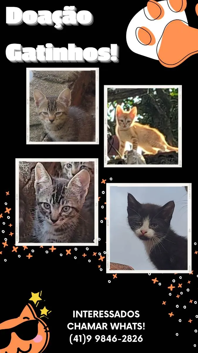 Gato ra a  idade 2 a 6 meses nome -------