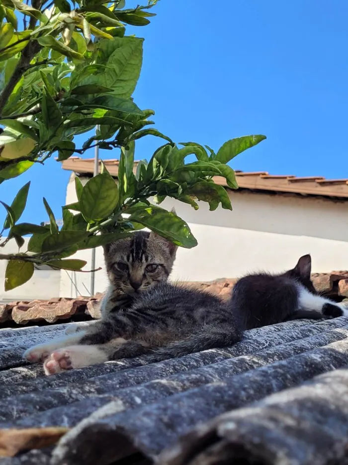 Gato ra a  idade 2 a 6 meses nome -------