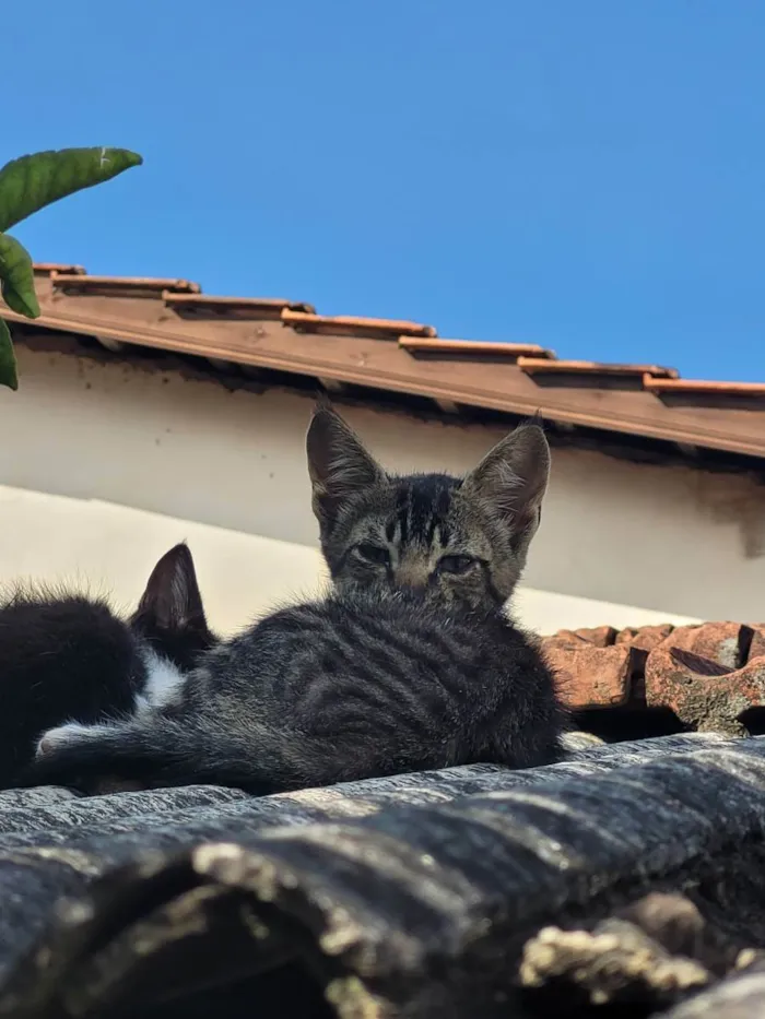 Gato ra a  idade 2 a 6 meses nome -------