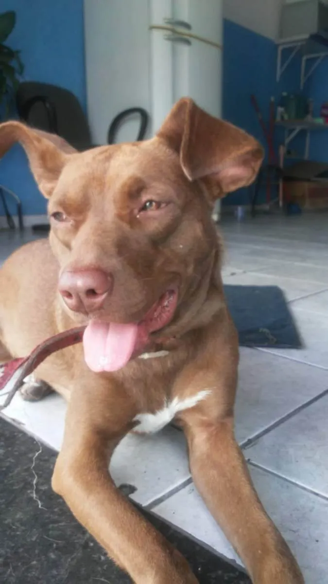 Cachorro raça Viralata idade 1 ano nome Mel