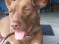 Cachorro raça Viralata idade 1 ano nome Mel