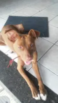 Cachorro raça Viralata idade 1 ano nome Mel