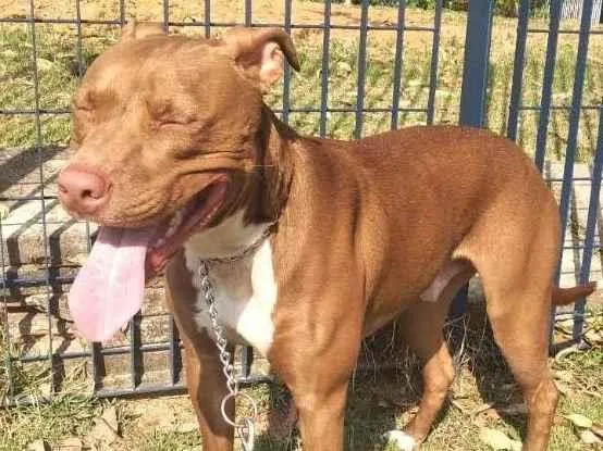 Cachorro raça Pitbull idade 4 anos nome Pitter