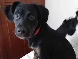 Cachorro raça SRD idade 7 a 11 meses nome Cássia