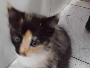 Gato raça Mistura de manes com raça in idade 2 a 6 meses nome Sem nome