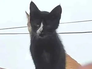 Gato raça  idade 2 a 6 meses nome -------
