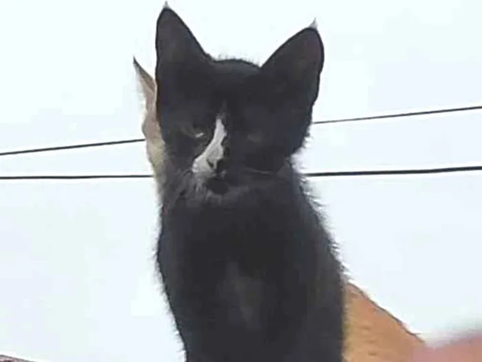 Gato ra a  idade 2 a 6 meses nome -------