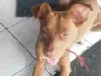Cachorro raça Viralata idade 1 ano nome Mel