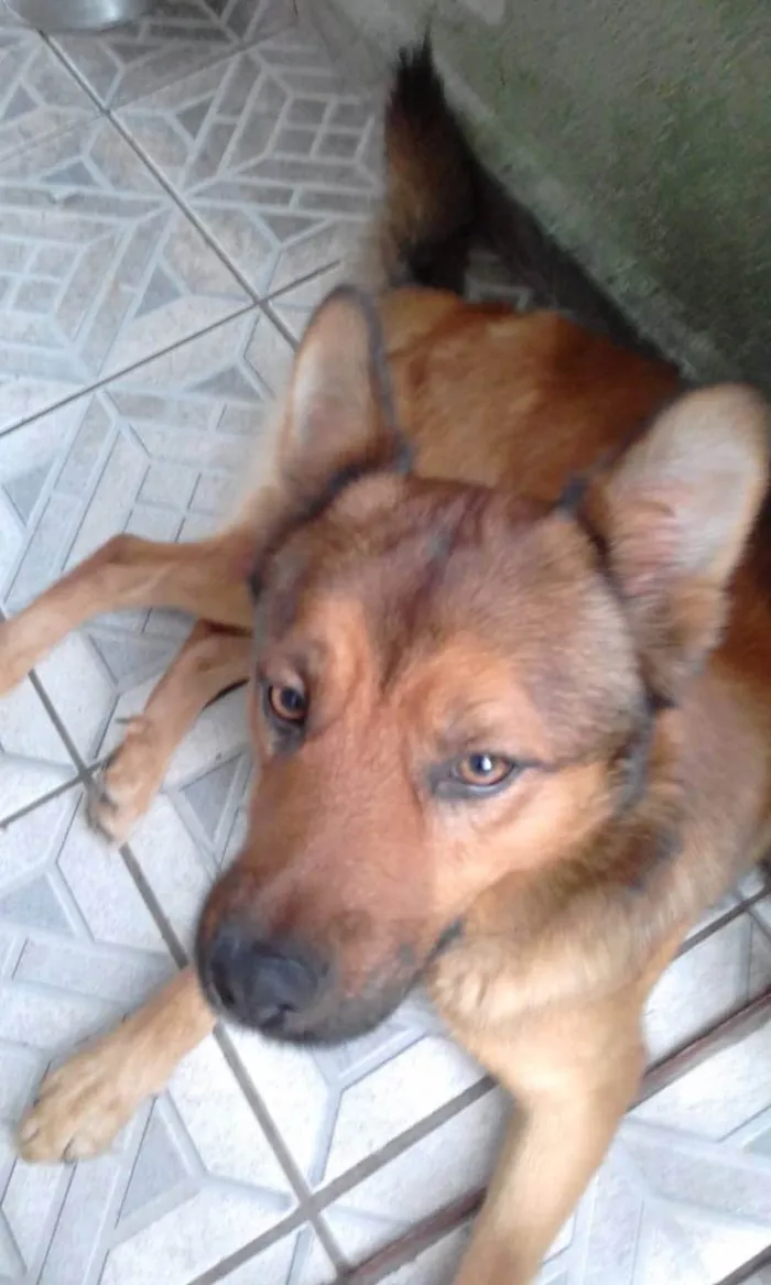 Cachorro ra a Viralata idade 1 ano nome Max